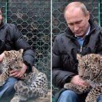 Putin'in koruma altına aldığı leopar yakalandı  