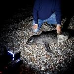 Ağa takılan yavru Akdeniz foku öldü
