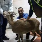 Tunceli'de hasta yaban keçisi tedavi altına alındı