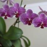 Orkide bakımı nasıl yapılır? Orkide budama ve sulama için...