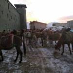 Hakkari'de akaryakıt kaçakçılığı