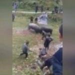 İki kızgın boğanın arasına asla girmeyin!