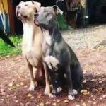 Pitbull'ların muhteşem senkronizasyonu!