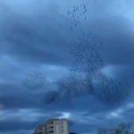 Sığırcık kuşlarının dansı hayran bıraktı