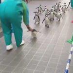 Minik penguenler görenlerin ilgisini çekti