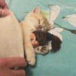 Oyuncak bebekle uyuyan şirin kedi