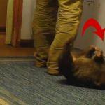 Wombat şekilden şekile girdi