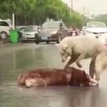 Arkadaşı ölen köpeğin hıçkıra hıçkıra ağlaması