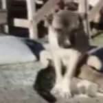 Kangal köpeği yavru kediye annelik yapıyor