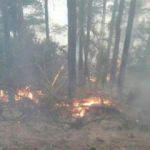 Mersin'de çalılık yangını 