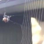 Örümceğin ağ örme anı büyülüyor