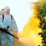 Uzmanlar açıkladı! Pestisit bulunan besinler nelerdir? 