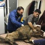 Yaralı dağ keçisi tedavi için Kars'a gönderildi