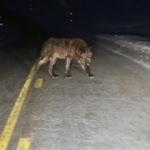 Aniden yola çıkan devasa kurt böyle görüntülendi!