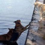Denize düşen köpeği diğer köpekler kurtardı!