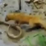 Firavun faresinin yılan avı kamerada!
