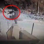 Kediye tekme atan kadına kediden tarihi ders!