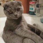 Kendi kendine duş alan kedi
