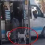 Köpeğin dolmuşa binme çabası güldürdü