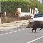 İzmir'in göbeğinde yaban domuzu şoku!
