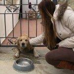 Muğla'da başı demir korkuluklara sıkışan köpek kurtarıldı