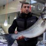 Balıkçılara 7 kilogramlık levrek sürprizi