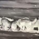 Aç kurtlar köpeği böyle parçaladı!