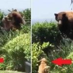 Bahçeye giren ayıya hayatının şokunu yaşatan köpek