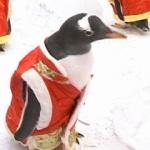 Çinli turistler sevimli penguenlere adeta bayıldı