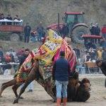 Sarayk&ouml;y 34. Geleneksel Deve G&uuml;reşleri Festivali