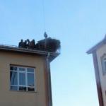 Leylek yuvası vinçle taşındı 