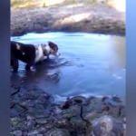 Timsahın korkunç köpek avı kamerada!