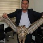 Nesli t&uuml;kenmekte olan boynuzlu baykuş bulundu