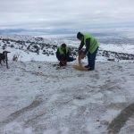 Merzifon&rsquo;da yaban hayatı i&ccedil;in doğaya yem bırakıldı
