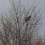 Köpeklerden korkan vaşak ağaca tırmandı! 