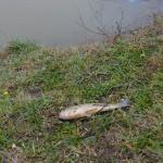 Göletteki balık ölümleri inceleniyor