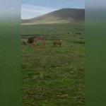 Çılgın köpek aslanlara böyle saldırdı!