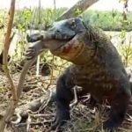 Maymunu bir çırpıda böyle yuttu! İşte o anlar