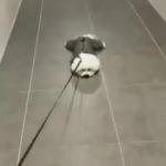 Sevimli köpek dışarı çıkmak istemeyince...