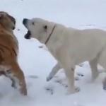 Türkmen çoban köpeği kaplana karşı!