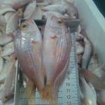 Küçük boy mercan balığı satışına ceza
