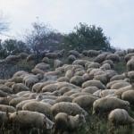 ABD üssünde koyun sürüsü tehdidi