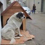 Sokak köpeği "Karagöz'e" esnaftan sıcak yuva