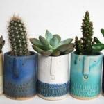 Kakt&uuml;s nasıl bakılır? 