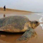 Kaplumbağa etinden zehirlenen 8 çocuk öldü!