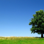 Rüyada ağaç kesmek ne anlama gelir? Rüyada ağaç kesmenin tabiri nedir?