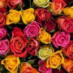 Güllerin renklerinin anlamları