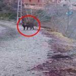 Trabzon'da köye inen yaban domuzu böyle vuruldu!
