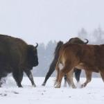 Çiftlikten kaçan inek bizon sürüsüne katıldı