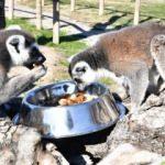 Lemurların yeni yuvası İzmir oldu